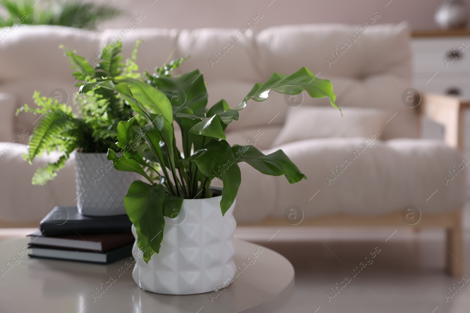 Photo of Beautiful potted ferns and books on table in living room