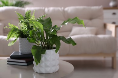 Photo of Beautiful potted ferns and books on table in living room