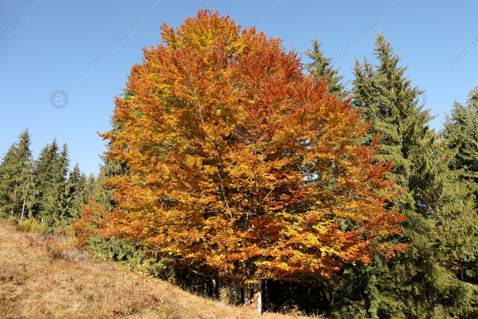 Photo of View of beautiful forest on sunny day in autumn