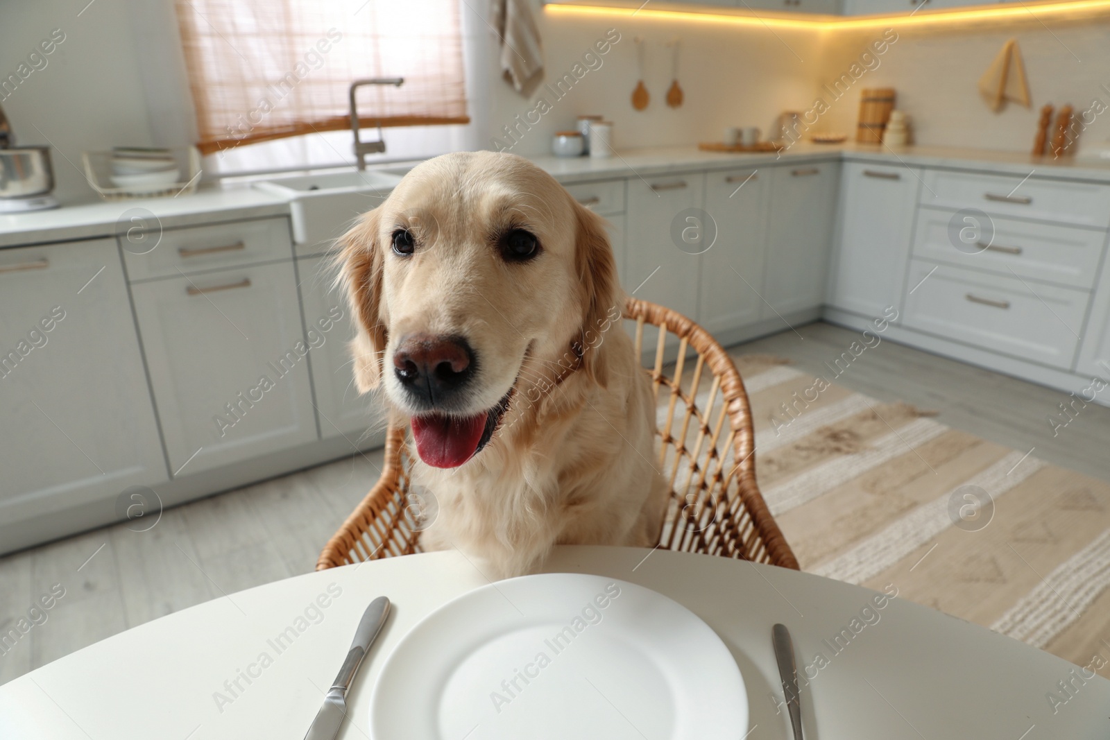 Photo of Cute hungry dog waiting for food at table with empty plate in kitchen