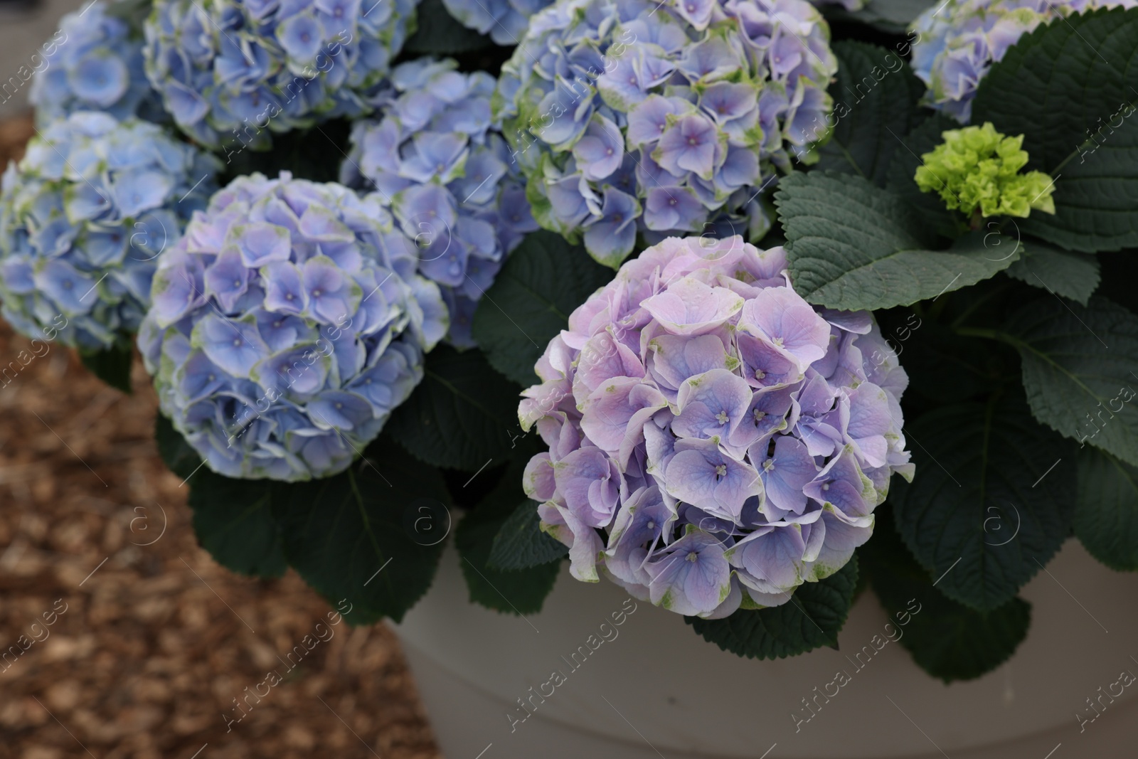 Photo of Potted hydrangea plant with beautiful flowers outdoors, closeup