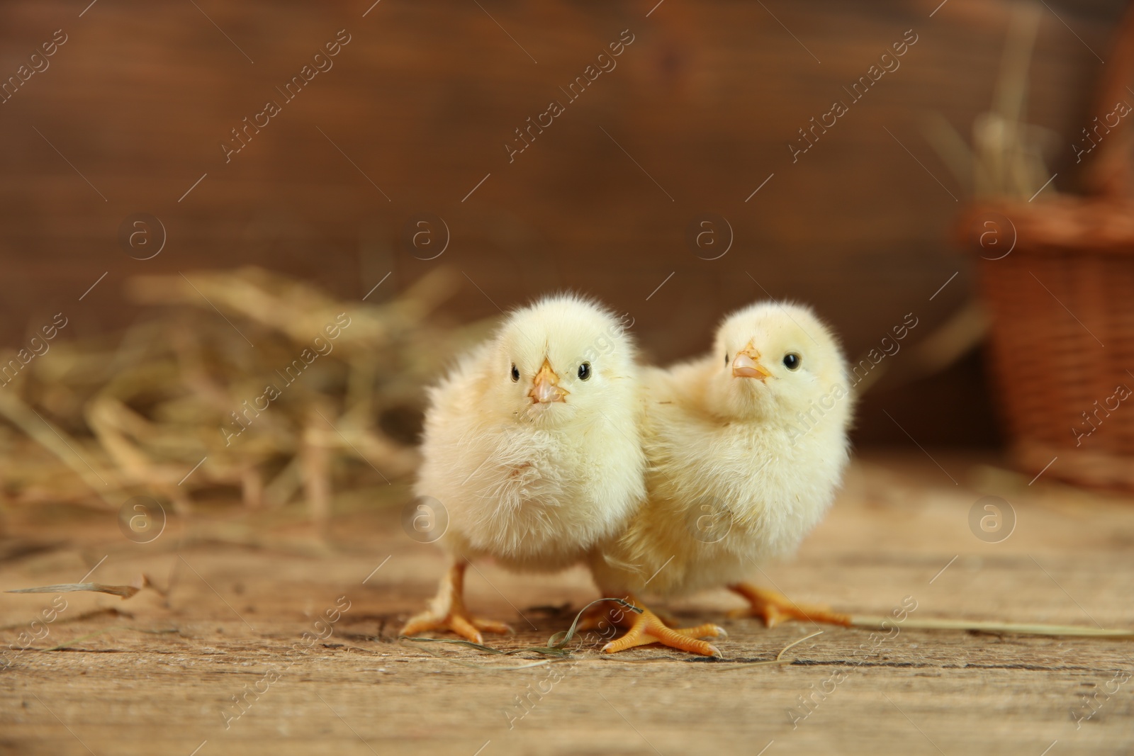 Photo of Cute chicks on wooden table. Baby animals