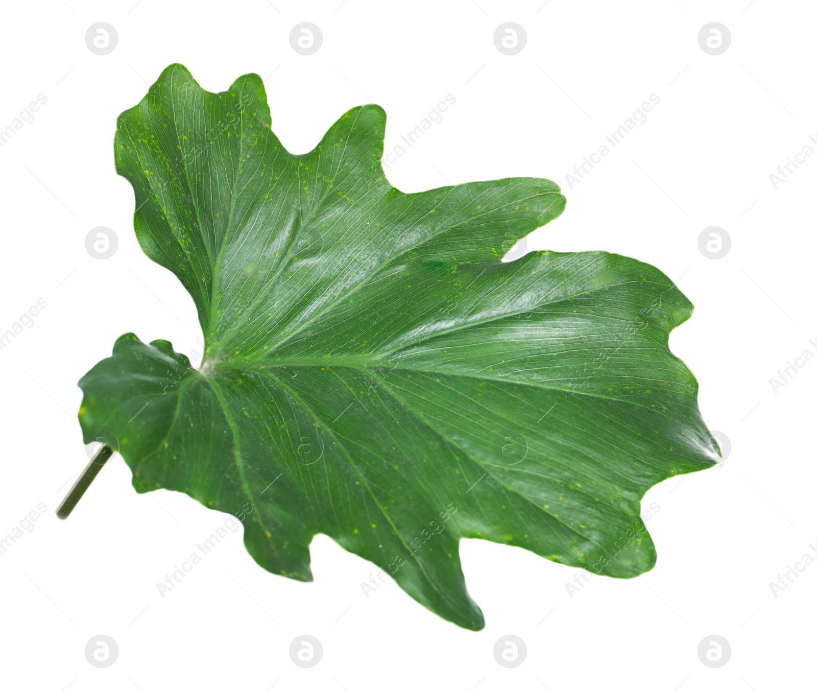 Photo of Tropical philodendron leaf isolated on white