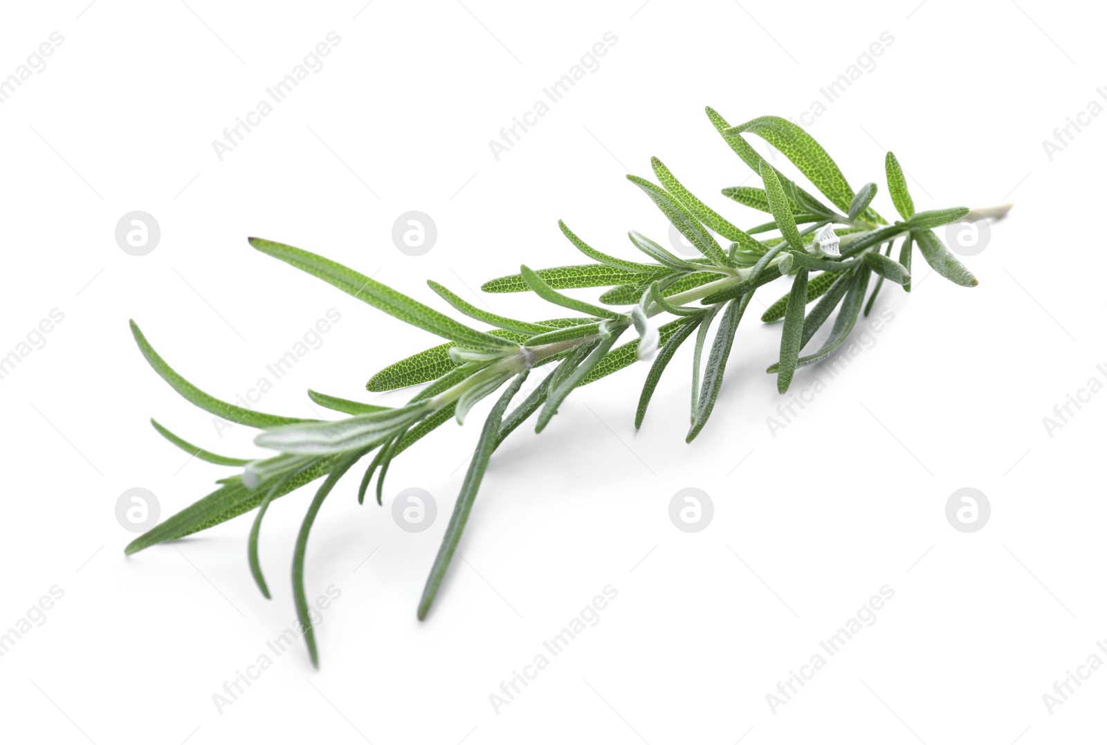 Photo of Fresh green rosemary isolated on white. Aromatic herb