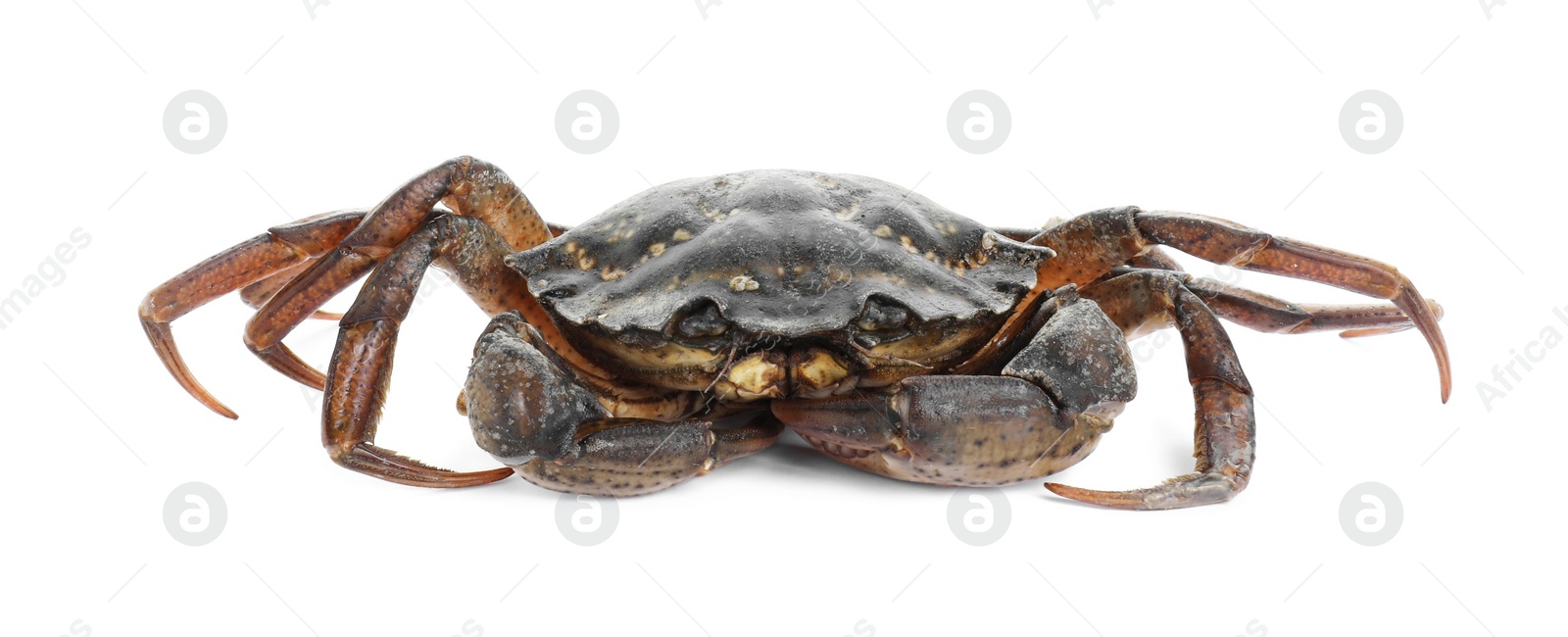 Photo of One fresh raw crab isolated on white