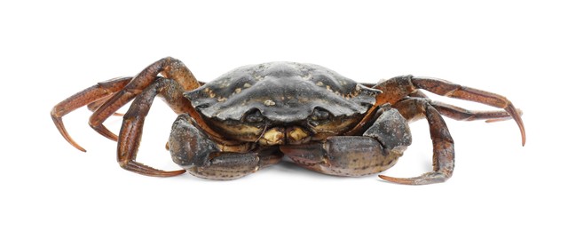 Photo of One fresh raw crab isolated on white