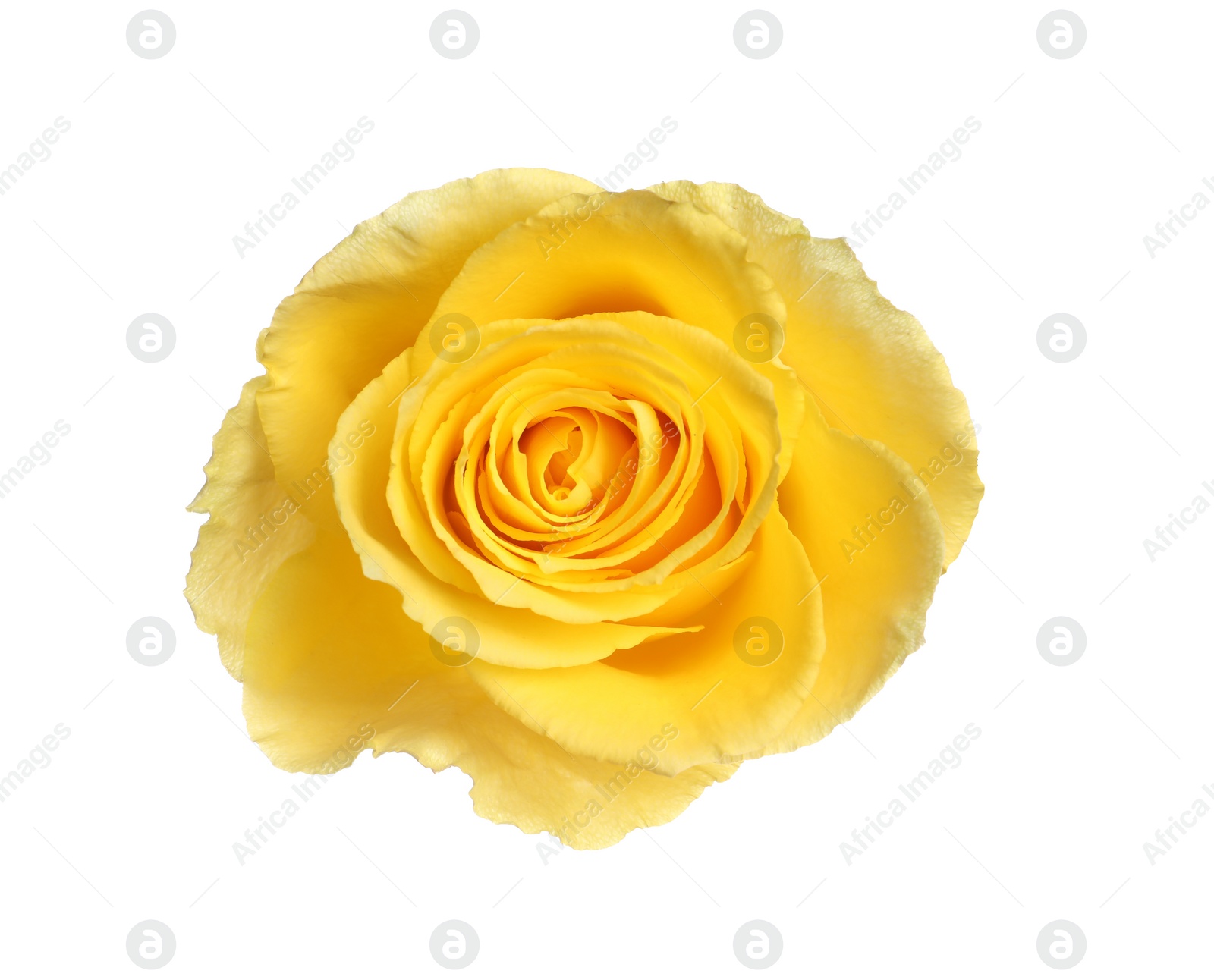 Photo of Beautiful fresh yellow rose isolated on white