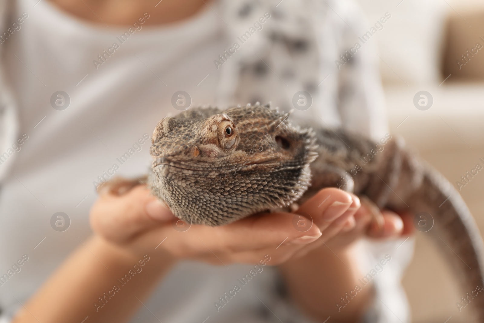 Photo of Woman holding bearded lizard indoors, closeup. Exotic pet