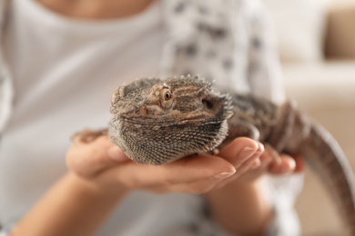 Woman holding bearded lizard indoors, closeup. Exotic pet