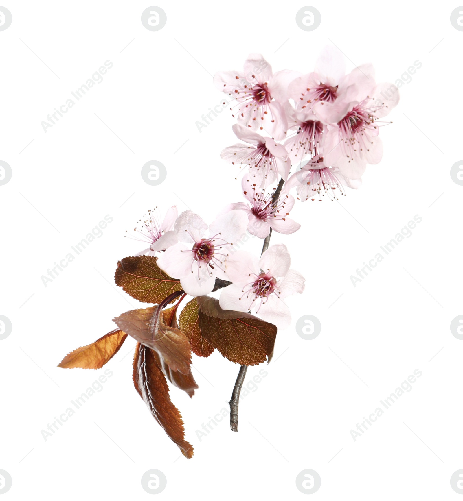 Photo of Branch of plum tree with beautiful blossom isolated on white. Spring season