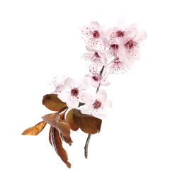 Photo of Branch of plum tree with beautiful blossom isolated on white. Spring season