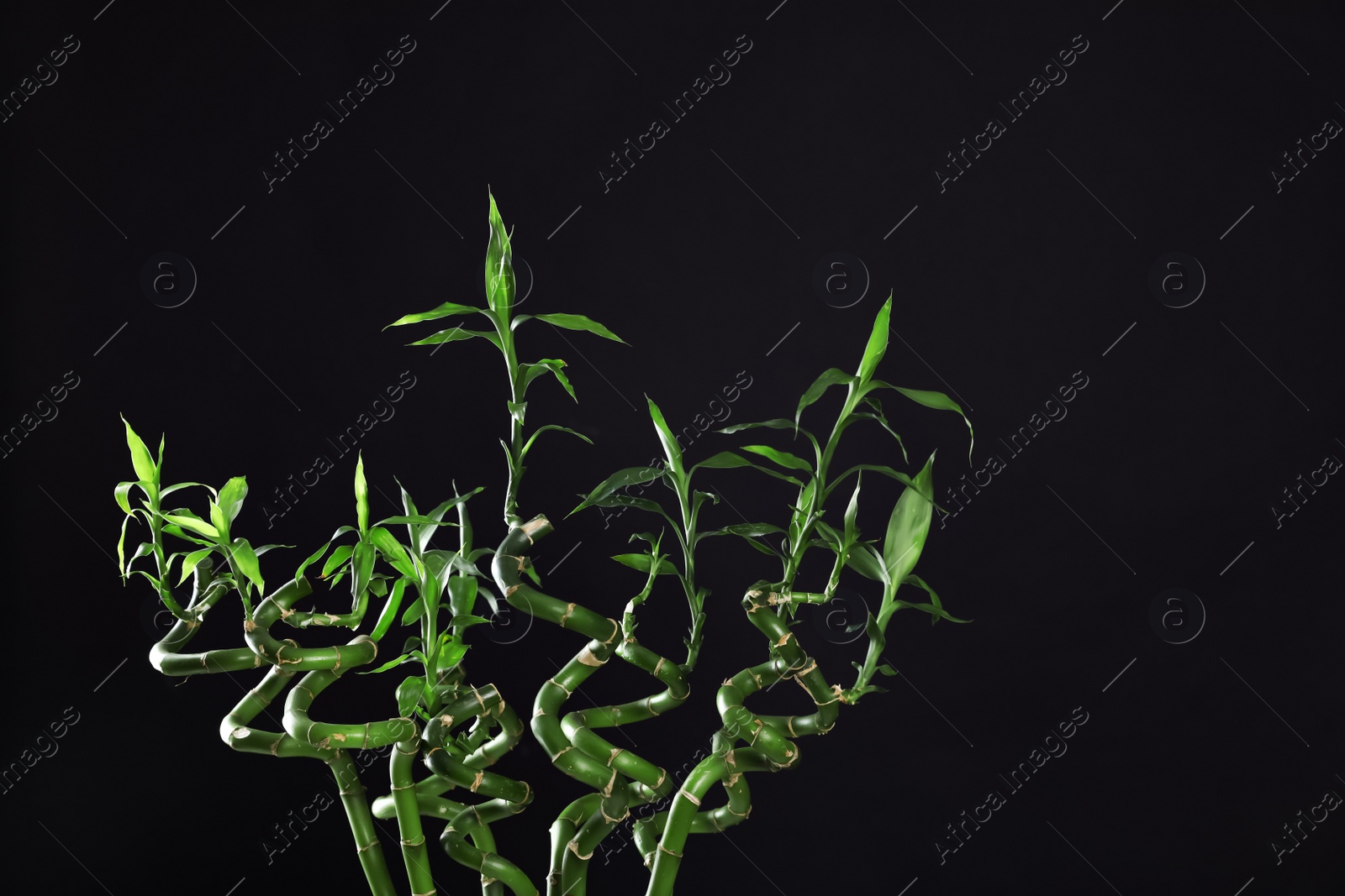 Photo of Green bamboo stems on black background, space for text