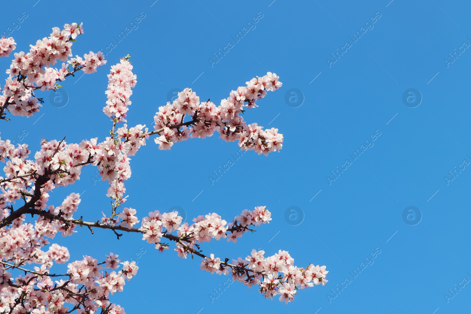 Photo of Beautiful blossoming branches of cherry tree against blue sky. Springtime