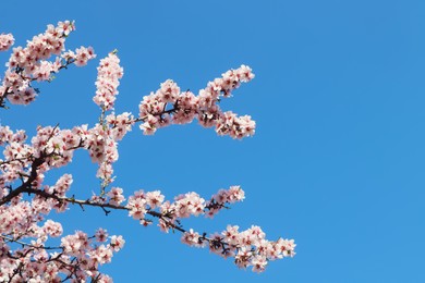 Beautiful blossoming branches of cherry tree against blue sky. Springtime