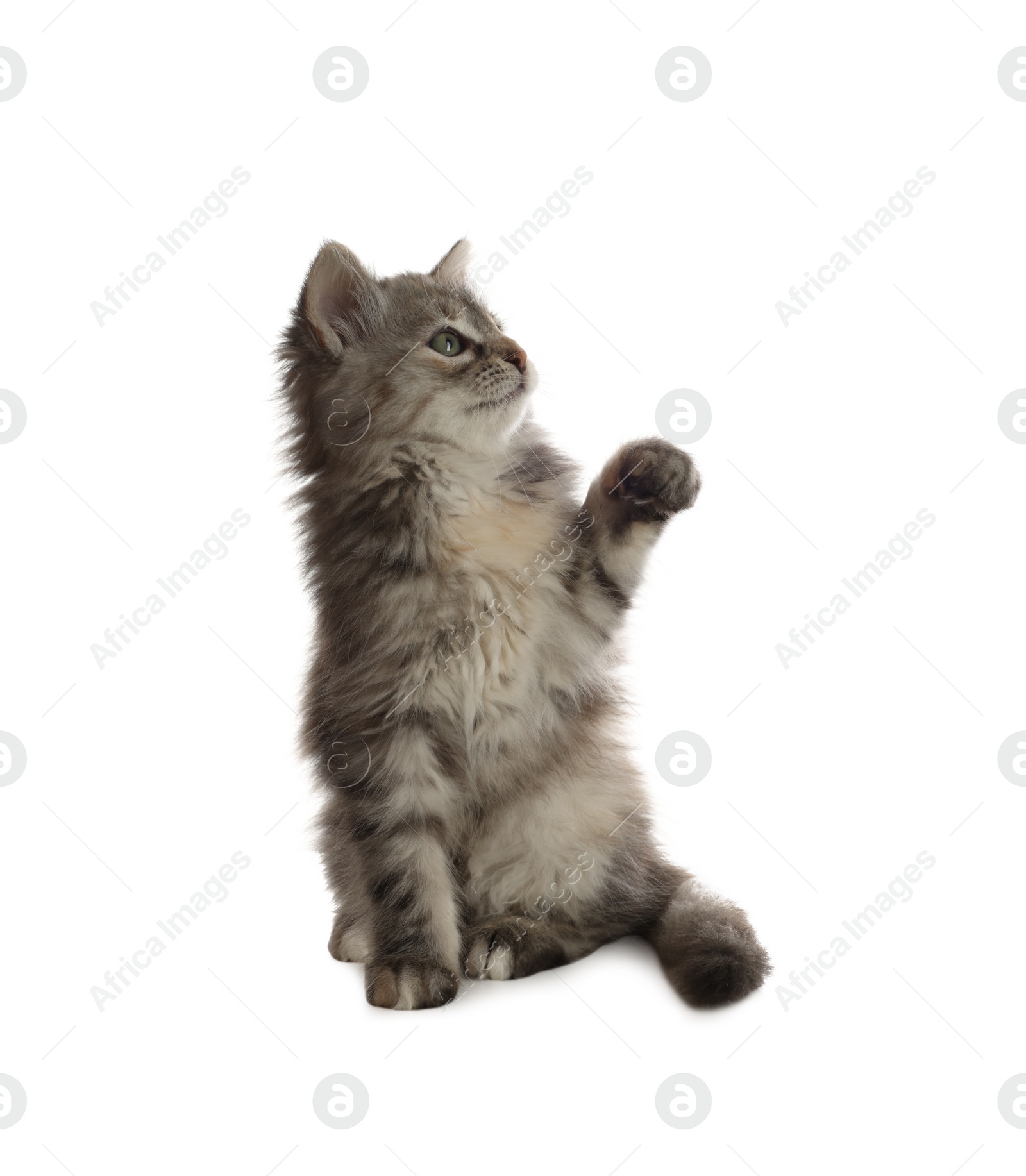 Photo of Cute fluffy kitten on white background. Baby animal