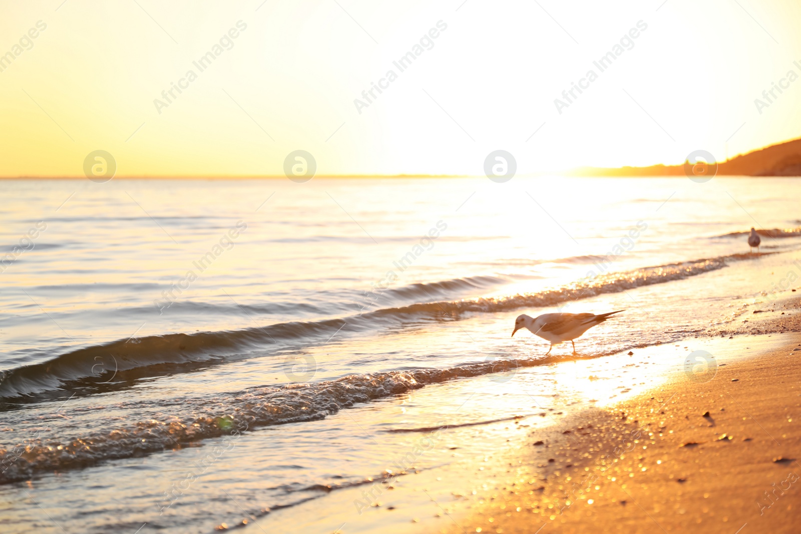 Photo of Beautiful view of sea coast with gull at sunset
