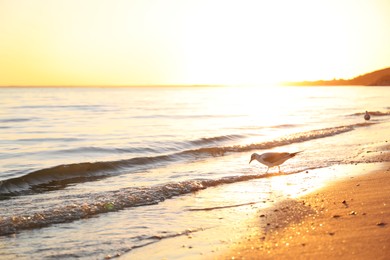 Photo of Beautiful view of sea coast with gull at sunset