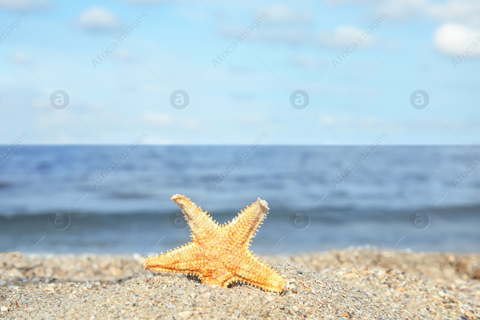 Photo of Beautiful starfish on sand near sea, space for text. Beach object