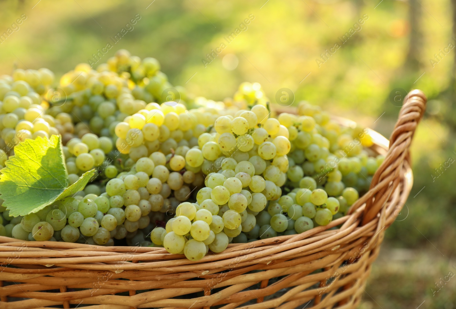 Photo of Wicker basket with fresh ripe grapes in vineyard on sunny day, closeup