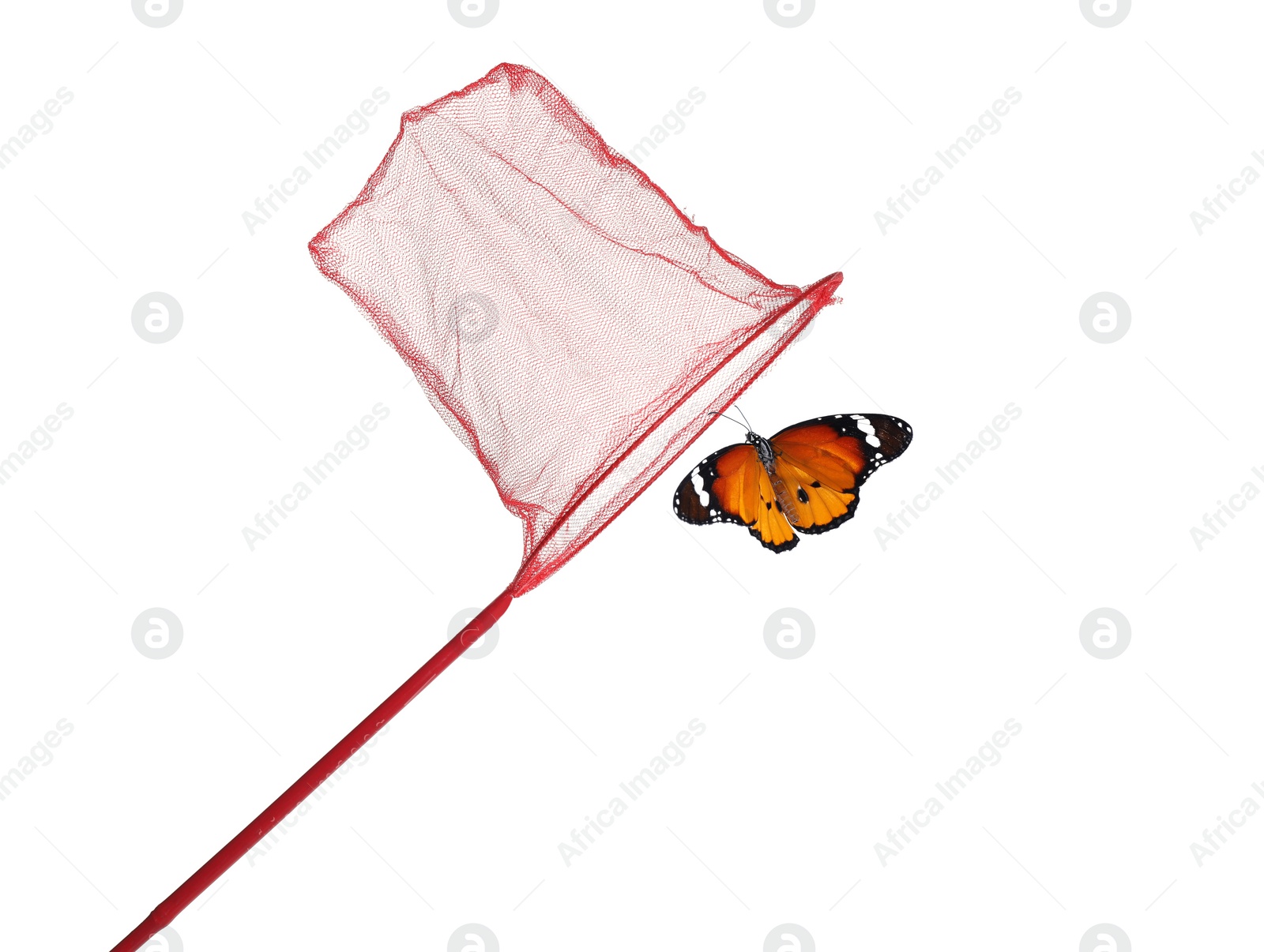 Image of Bright net and beautiful fragile monarch butterfly on white background