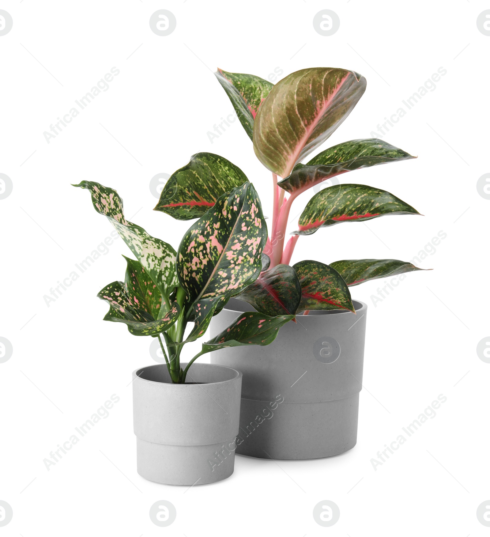 Photo of Beautiful Aglaonema plants in flowerpots isolated on white. House decor