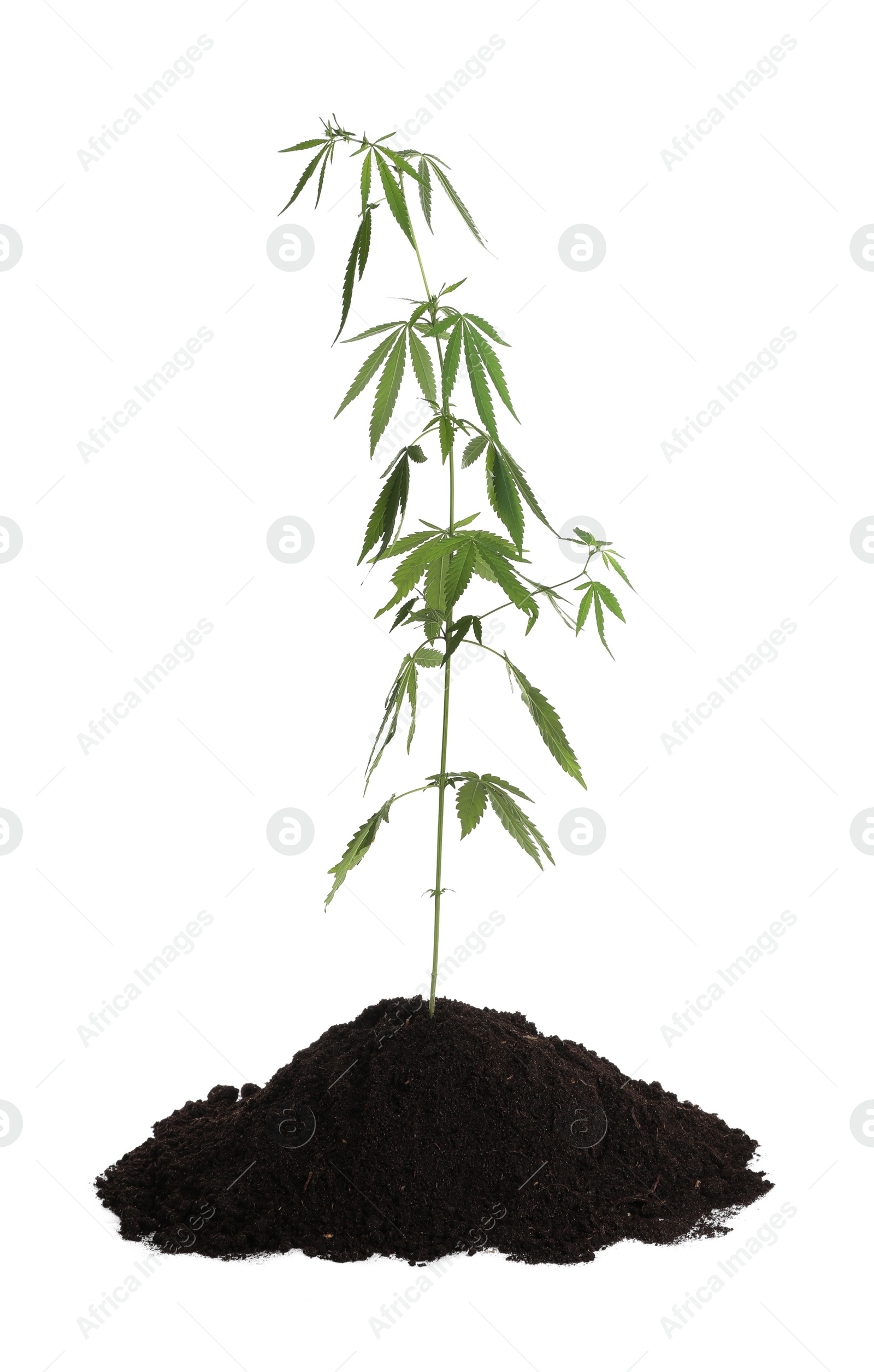 Photo of Lush green hemp plant in soil on white background