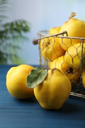 Tasty ripe quince fruits in metal basket on blue wooden table, closeup