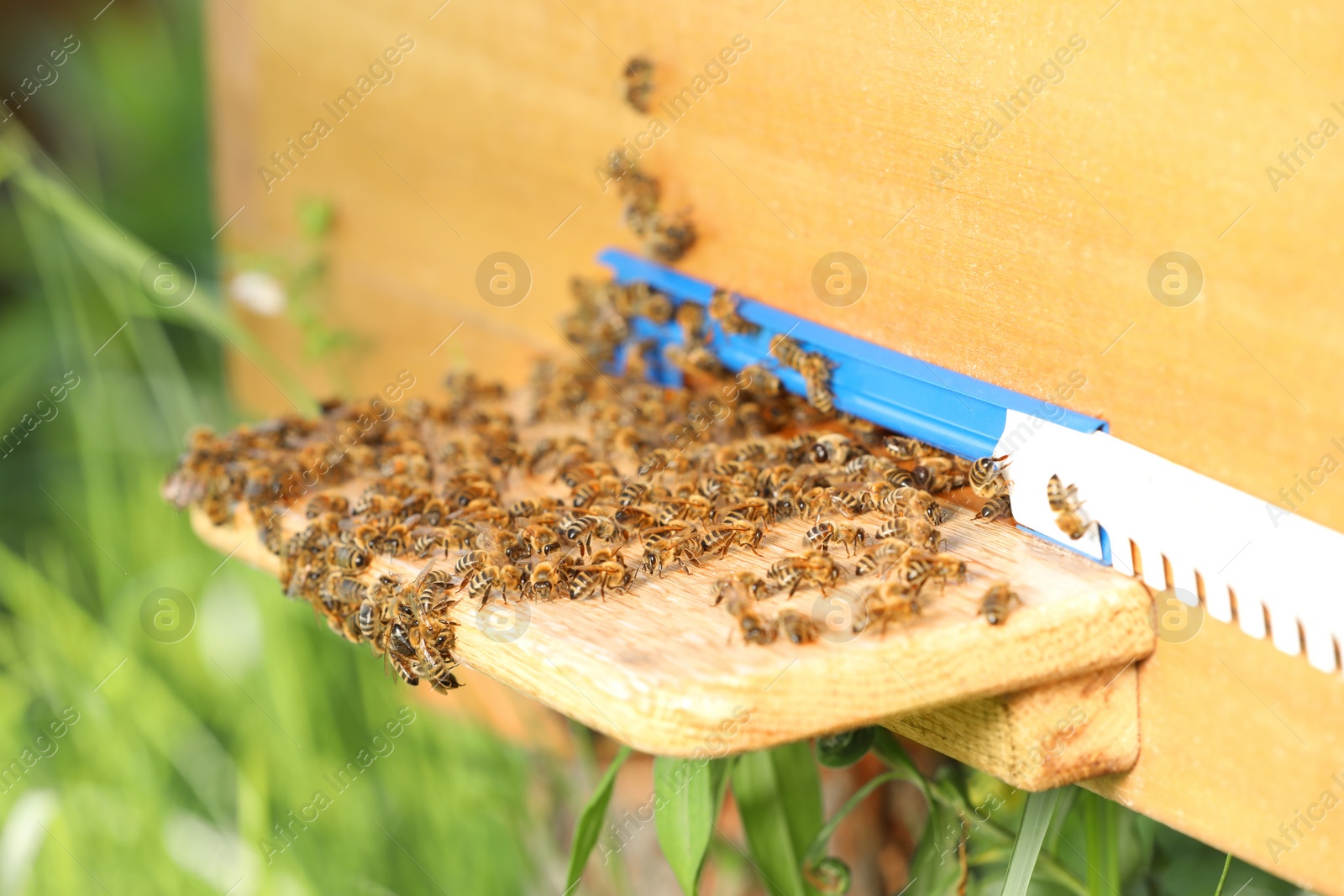 Photo of Closeup view of wooden hive with honey bees on sunny day