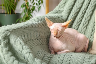 Photo of Cute Sphynx cat sleeping on sofa at home. Lovely pet
