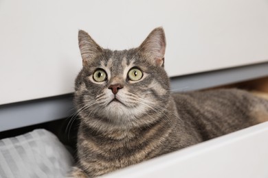 Photo of Beautiful grey tabby cat lying on clothes in drawer of dresser at home. Cute pet