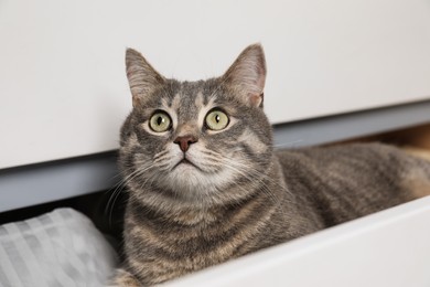 Beautiful grey tabby cat lying on clothes in drawer of dresser at home. Cute pet