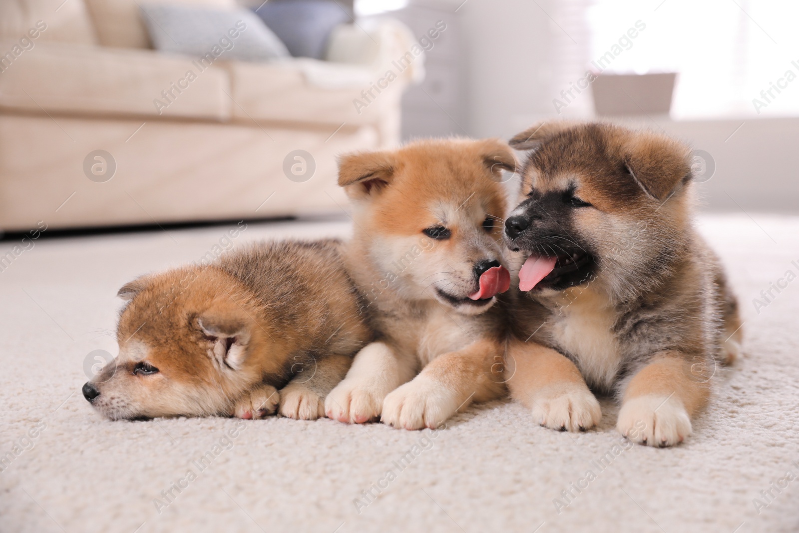 Photo of Adorable Akita Inu puppies on carpet indoors