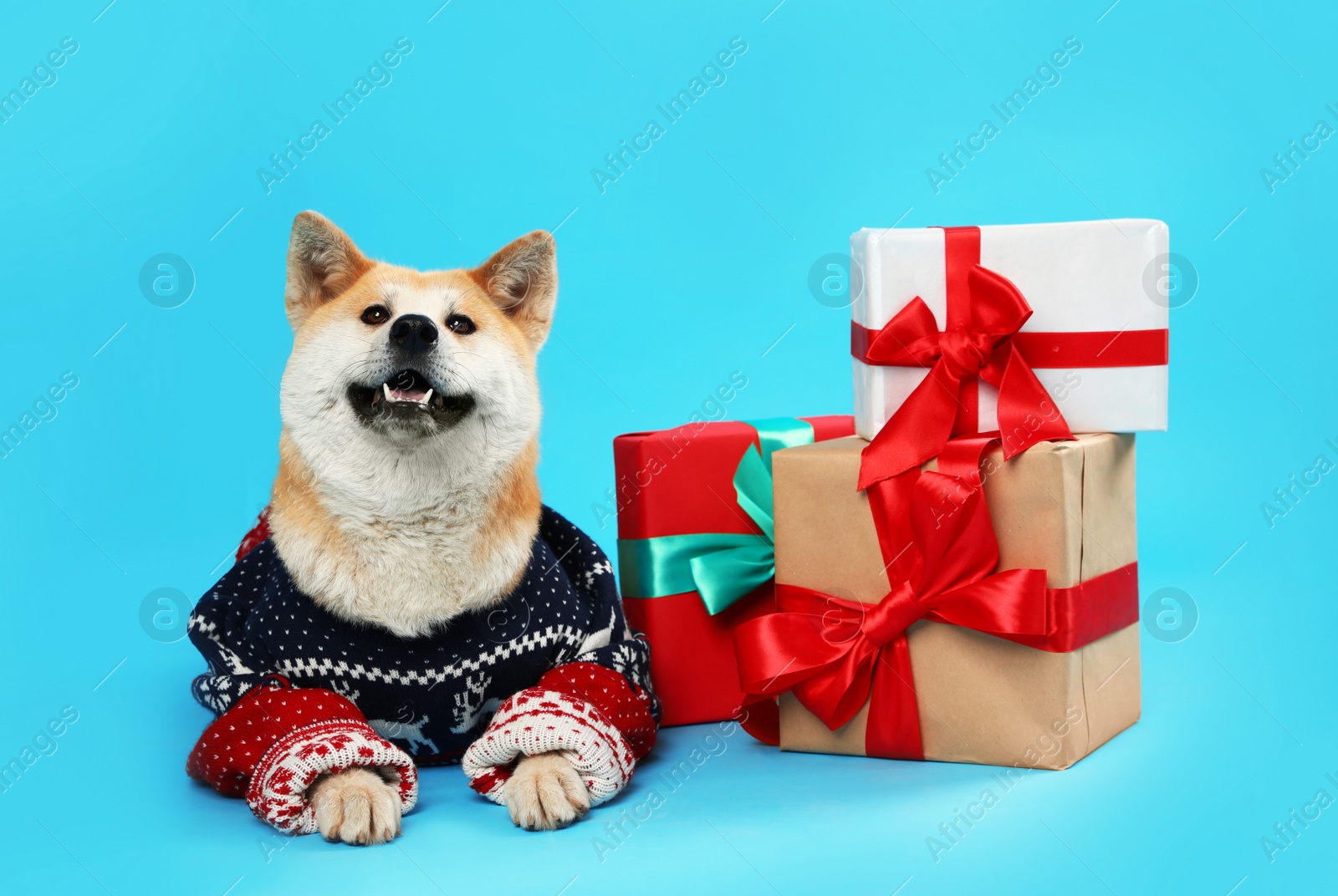 Photo of Cute Akita Inu dog in Christmas sweater near gift boxes on blue background