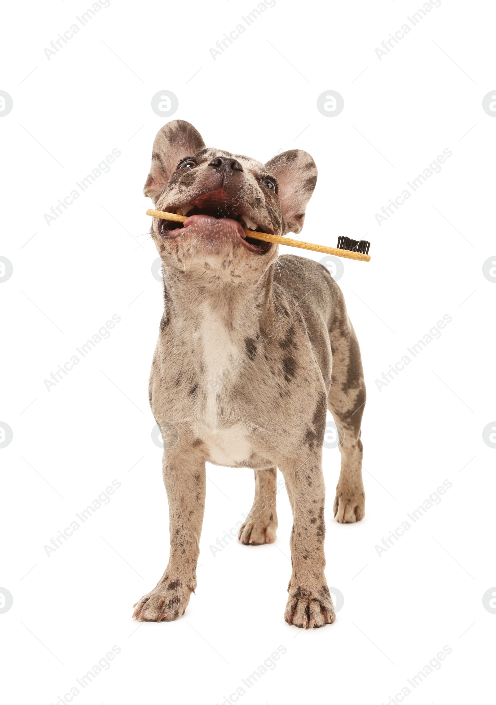 Photo of Cute French Bulldog with toothbrush on white background