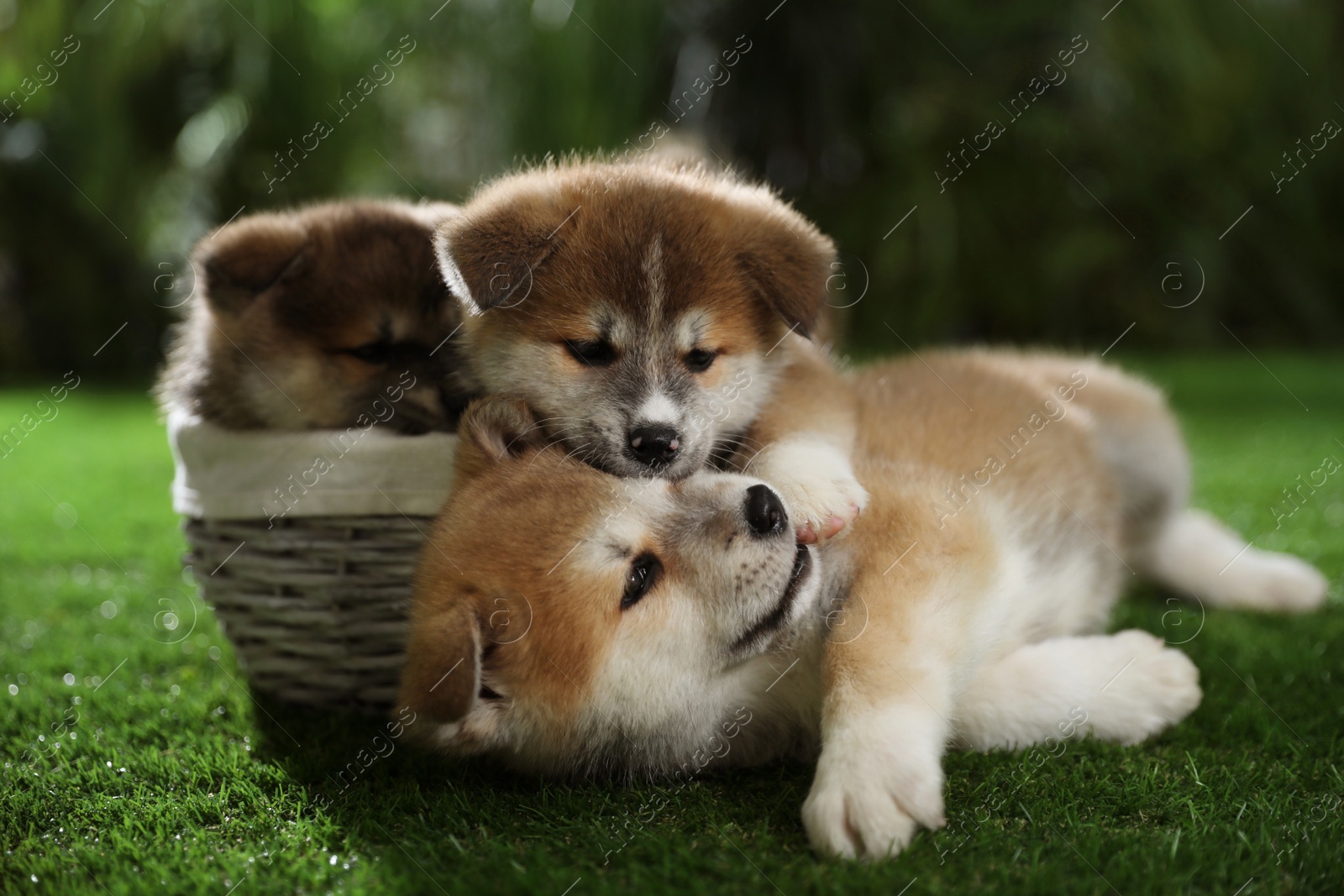Photo of Cute Akita Inu puppies on green grass outdoors