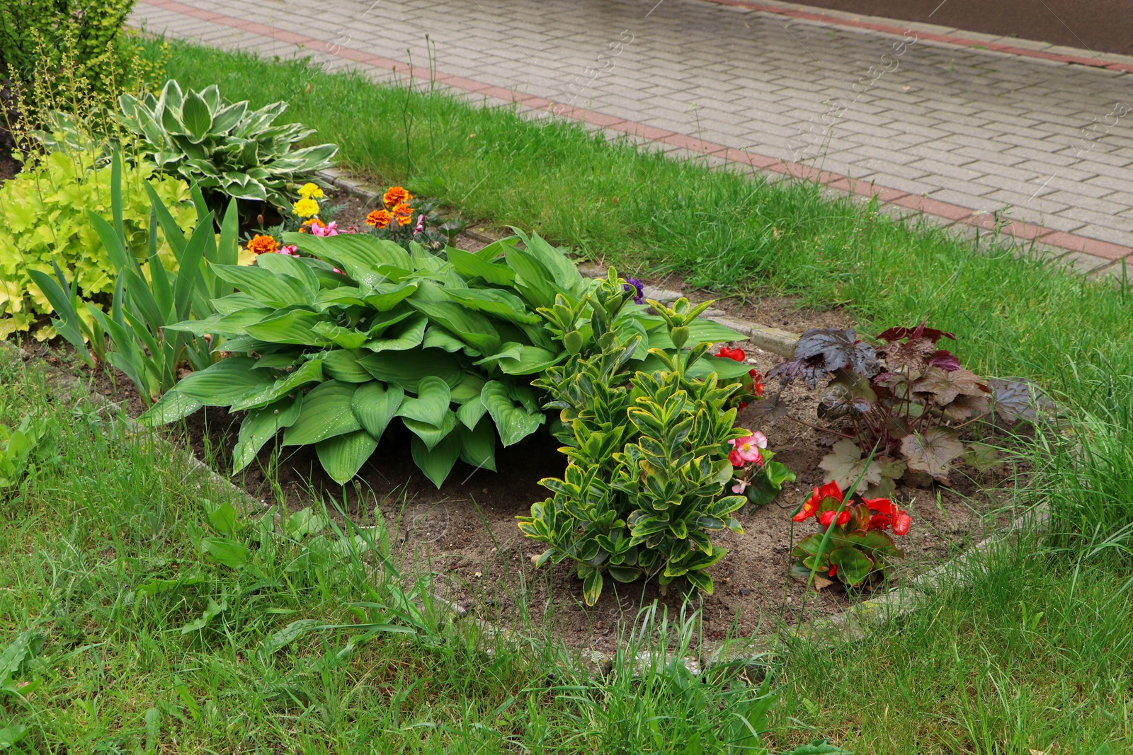 Photo of Beautiful flowerbed with different plants outdoors. Gardening and landscaping