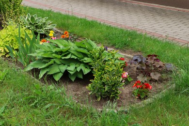 Beautiful flowerbed with different plants outdoors. Gardening and landscaping