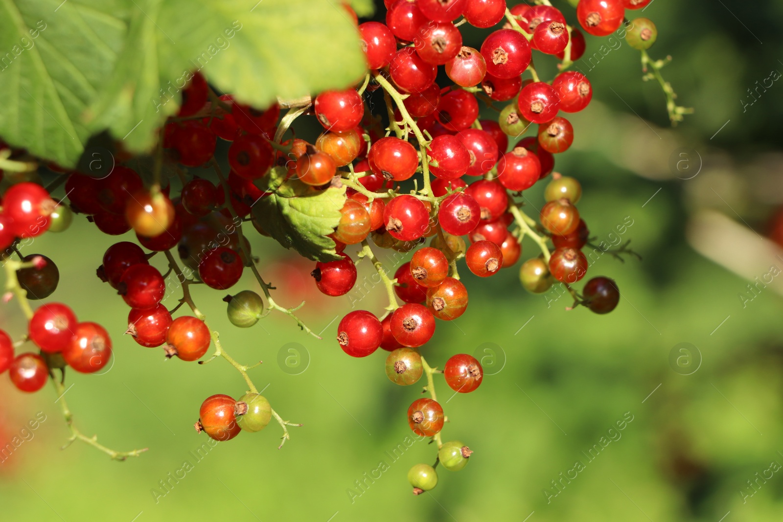 Photo of Closeup view of red currant bush with ripening berries outdoors on sunny day