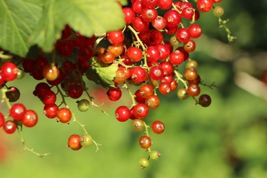 Photo of Closeup view of red currant bush with ripening berries outdoors on sunny day