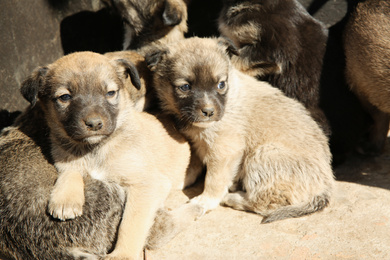 Stray puppies outdoors on sunny day. Baby animals