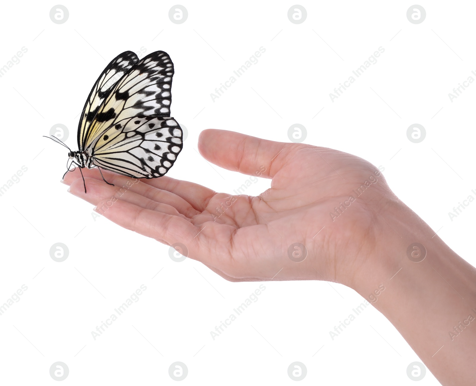 Photo of Woman holding beautiful rice paper butterfly on white background, closeup