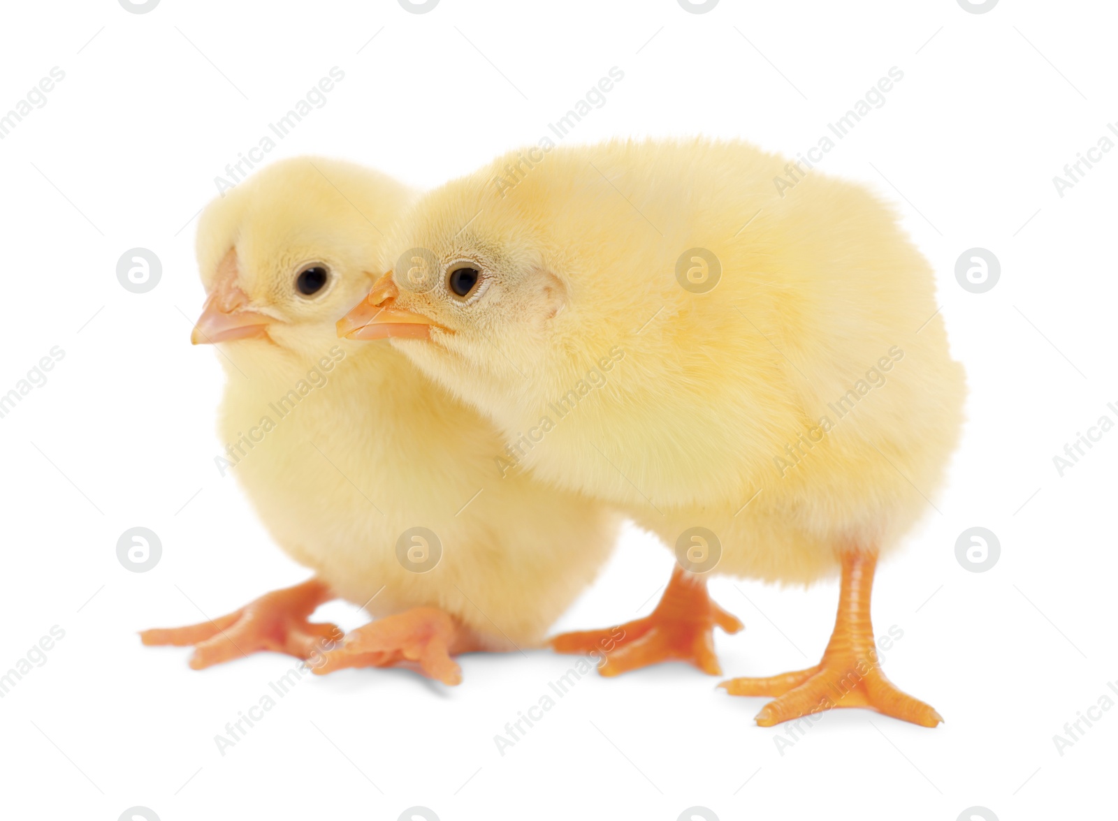 Photo of Two cute fluffy baby chickens on white background