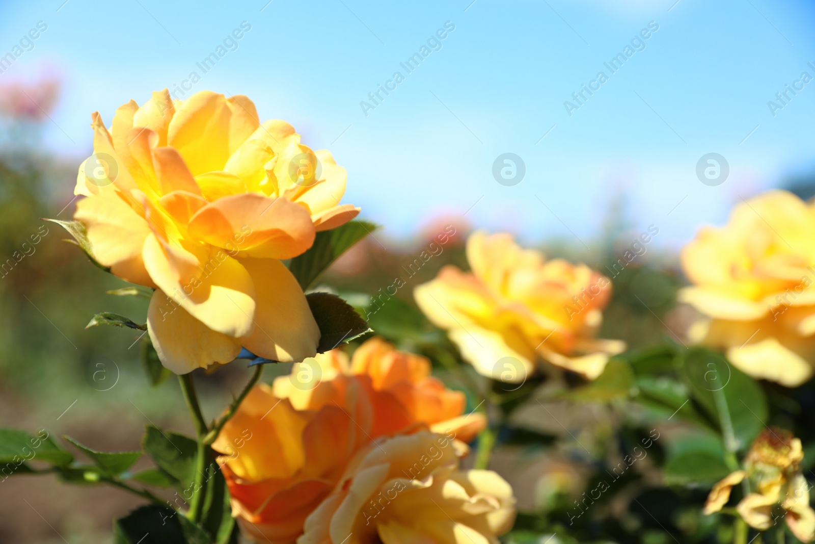 Photo of Green bush with beautiful roses in blooming garden on sunny day