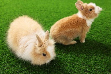 Cute fluffy pet rabbits on green grass