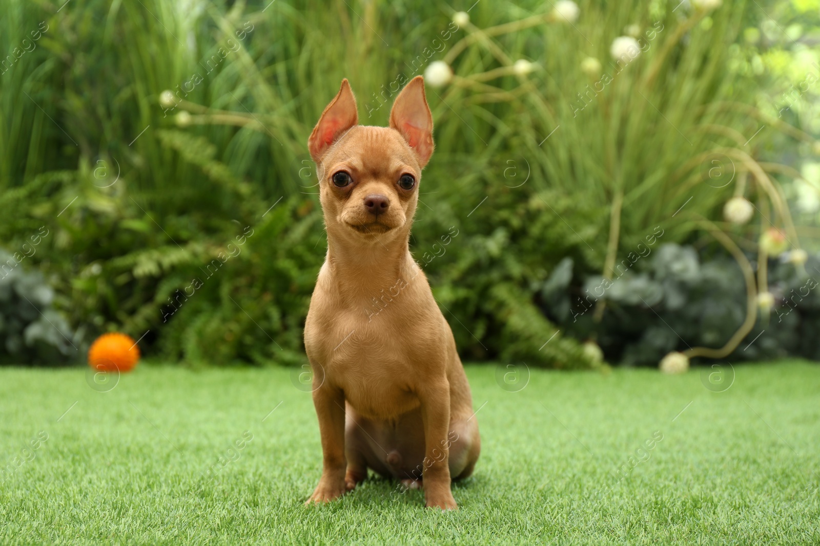 Photo of Cute Chihuahua puppy sitting on green grass outdoors. Baby animal