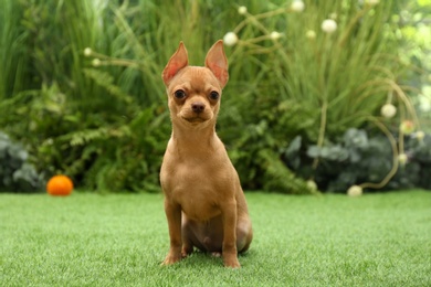 Photo of Cute Chihuahua puppy sitting on green grass outdoors. Baby animal