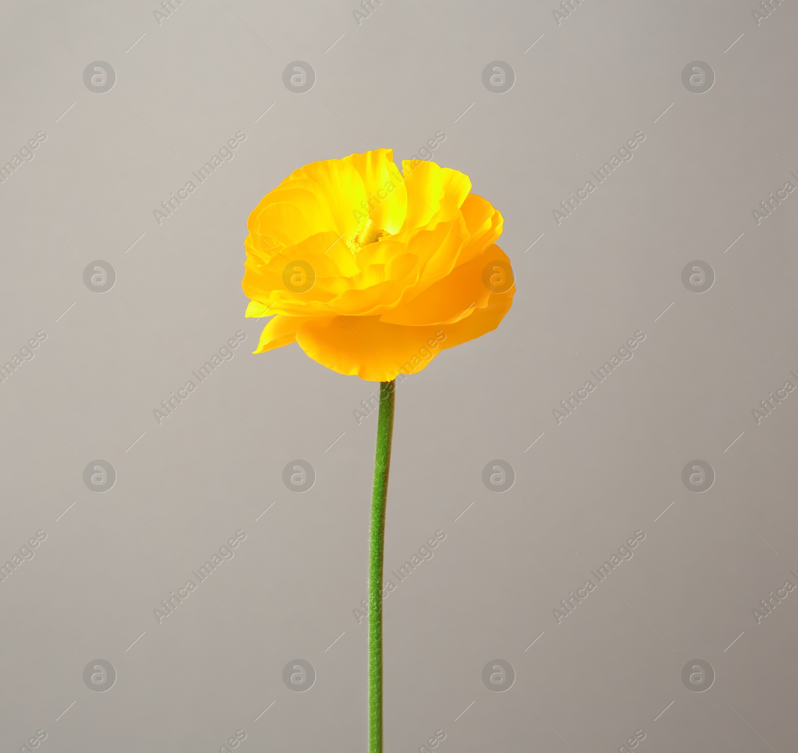 Photo of Beautiful ranunculus flower on grey background