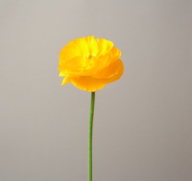 Photo of Beautiful ranunculus flower on grey background