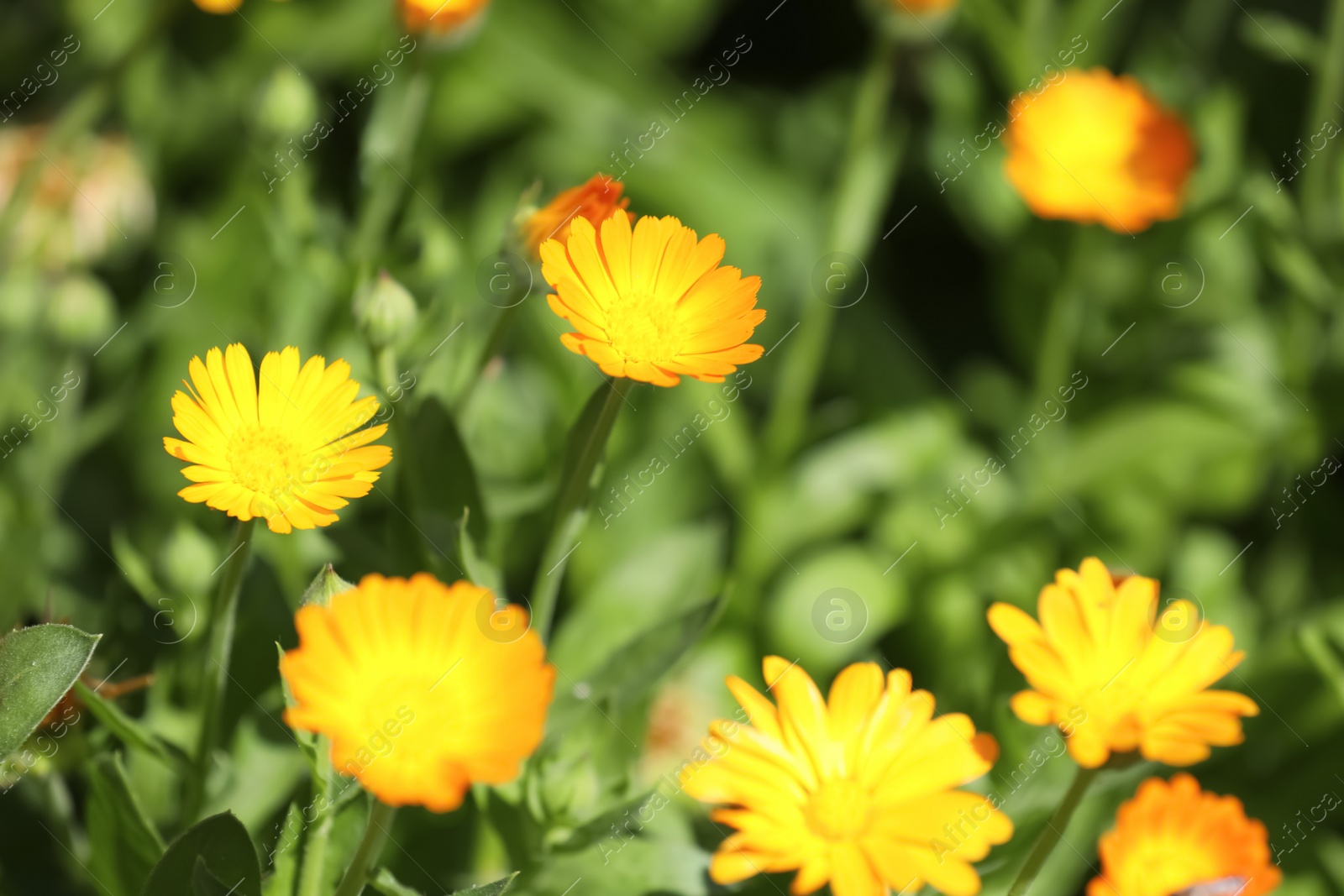 Photo of Many beautiful blooming calendula flowers outdoors, closeup