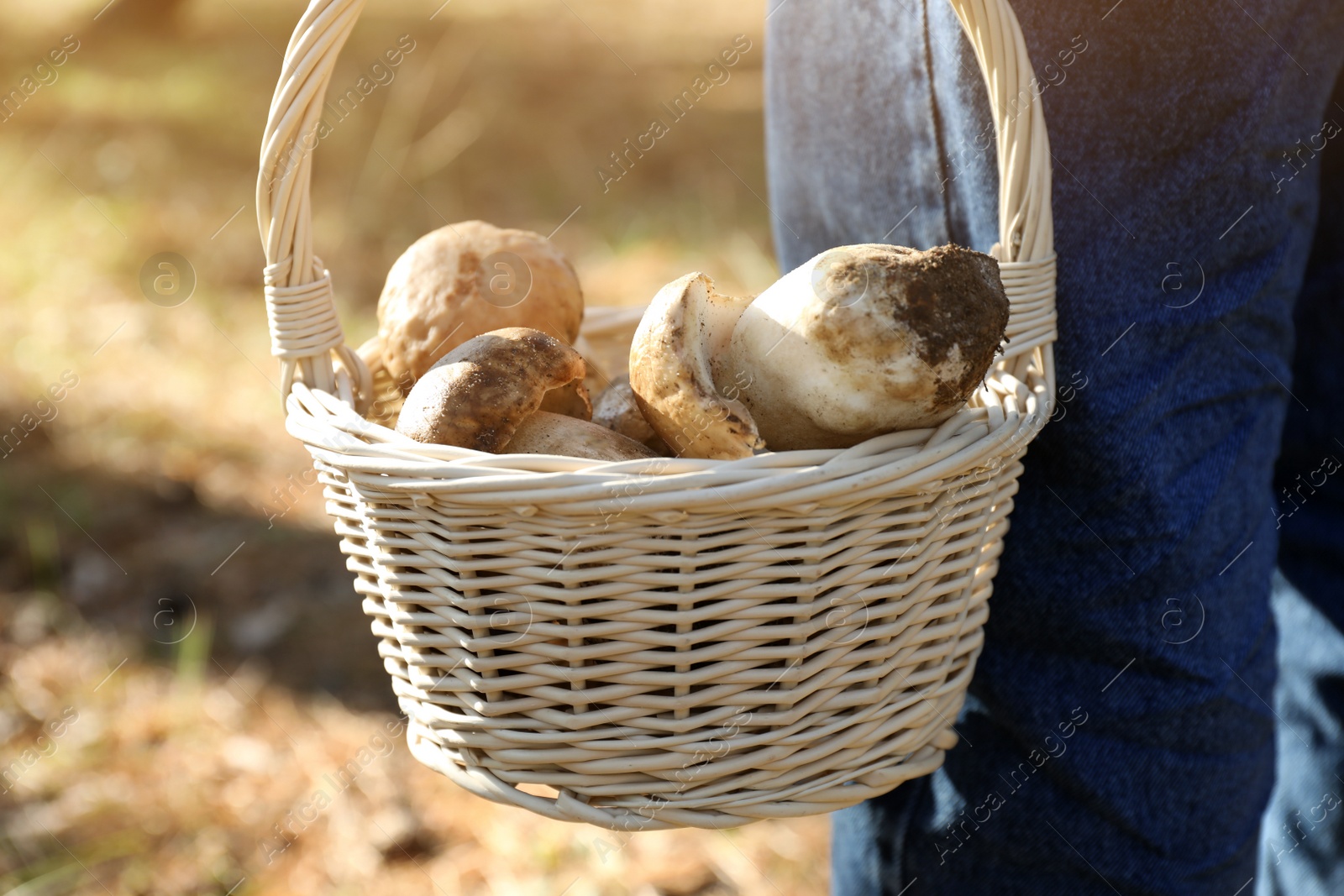 Photo of Woman holding wicker basket with fresh wild mushrooms in forest, closeup